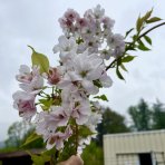 Okrasná čerešňa (Prunus serrulata) ´AMANOGAWA´ - výška 170-200 cm, kont. C45L - VIACKMENNÁ